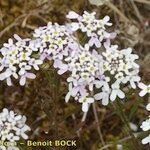 Iberis procumbens Natur