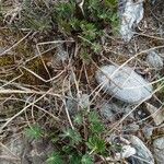 Lupinus perennis Habitat