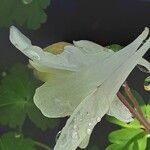 Aquilegia pubescens ফুল