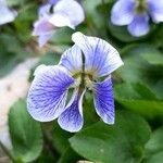 Viola × melissifolia Flower