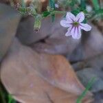 Cuphea ericoides Flor