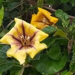 Solandra maxima Λουλούδι