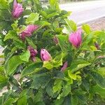 Magnolia liliiflora Cvet