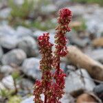 Oxyria digyna Flower