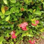 Ixora coccinea Kwiat