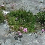 Saponaria caespitosa Habit