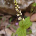 Mitella diphylla Flor