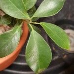 Ficus retusaLeaf