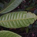 Protium opacum Hoja