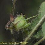 Geranium divaricatum Frugt