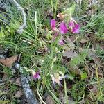 Lathyrus digitatus Flor