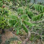 Rhus glabra Otro