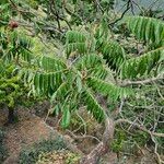 Rhus glabra Outro