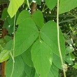 Mucuna pruriens Levél