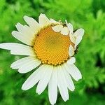 Leucanthemum ircutianum Flor