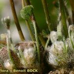 Marsilea strigosa Fruit