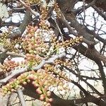Acacia mellifera Fruit
