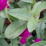 Gomphrena globosa Blatt