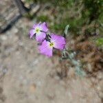 Marcus-kochia littorea Flower