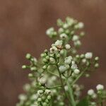 Khaya anthotheca Floro