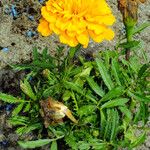 Tagetes erecta 葉