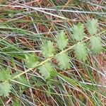 Sanguisorba minor برگ