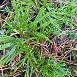 Diphasiastrum complanatum Likasa