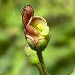 Scrophularia scorodonia Λουλούδι
