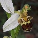 Ophrys apifera Λουλούδι