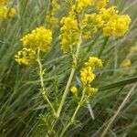 Galium verumFlor