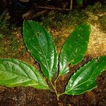 Macrohasseltia macroterantha List