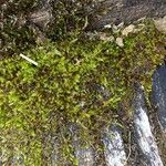 Campylopus introflexusपत्ता