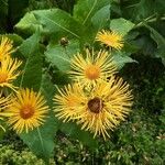 Inula heleniumKvět