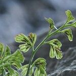 Asplenium lepidum Leaf