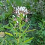 Cleome dodecandra ফুল