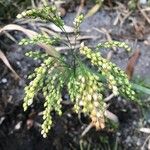 Panicum miliaceumFruit