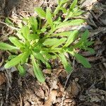 Myosotis macrosperma Habit