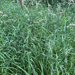 Calamagrostis arundinacea Hábitos