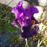 Iris lutescens Kukka