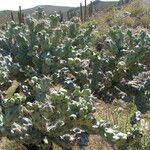 Cylindropuntia cholla Corteza