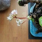 Bergenia ciliata Flower