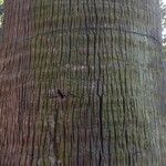 Washingtonia filifera 樹皮