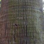 Washingtonia filifera Bark