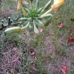 Oenothera biennis Kwiat