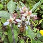 Rubus phoenicolasius Blüte