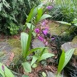 Bletilla striata 整株植物