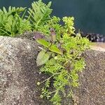 Cotula australis Leaf