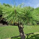 Pinus thunbergii Leaf