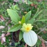 Mussaenda philippica Leaf
