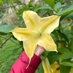 Brugmansia × candida Floro